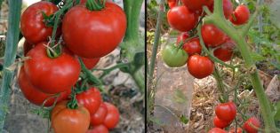 Descripción de la variedad de tomate Argonaut y sus características