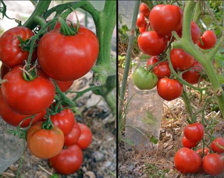 Description of the Argonaut tomato variety and its characteristics