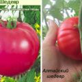 Varianter af tomatsorter Mesterværk, dets beskrivelse og udbytte