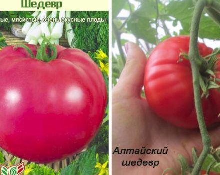 Các loại giống cà chua Kiệt tác, mô tả và năng suất của nó
