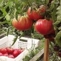 Kenmerken en beschrijving van de Ural-gigantische tomatenvariëteit, de opbrengst