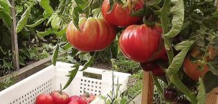Kenmerken en beschrijving van de Ural-gigantische tomatenvariëteit, de opbrengst
