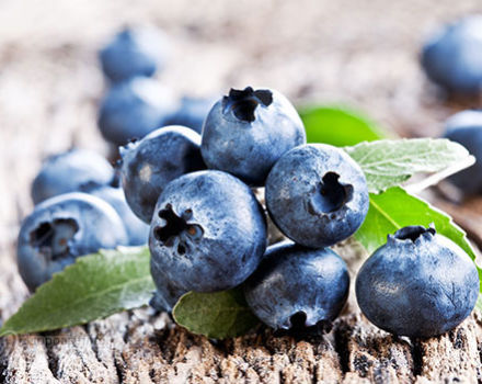 What can be made from blueberries for the winter, how to freeze and store, recipes