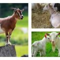 Por qué la cabra está perdiendo peso y qué hacer, métodos para resolver el problema y prevención.