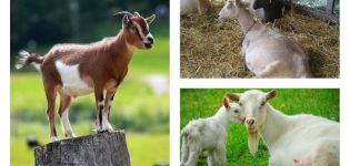Per què la cabra perd pes i què fer, mètodes de resolució del problema i prevenció