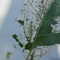 Folk and chemical methods of dealing with silkworm caterpillars on apple trees, prevention