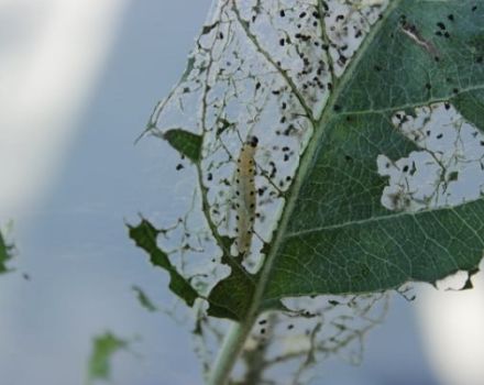 Folkemæssige og kemiske metoder til håndtering af silkeorm larver på æbletræer, forebyggelse
