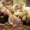 Sintomi di coccidiosi nei polli e migliori metodi di trattamento, misure di prevenzione
