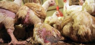 Symptomer på coccidiose hos kyllinger og de bedste behandlingsmetoder, forebyggelsesforanstaltninger