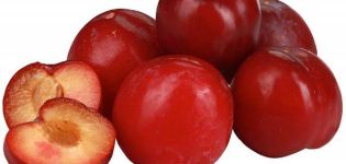 Opis i karakteristike sorte šljive Crvena lopta, sadnja i njega
