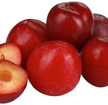 Descripció i característiques de la varietat de pruna Ball vermell, plantació i cura