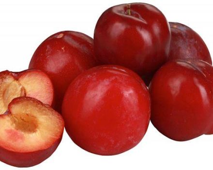 Beskrivelse og karakteristika for blommesorten Red Ball, plantning og pleje
