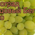 Description and characteristics, the origin of the White Miracle grape variety and the rules of cultivation