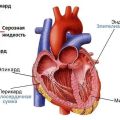Cow heart structure and how it works, possible diseases and their symptoms
