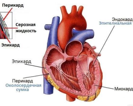 Cấu trúc tim bò và cách thức hoạt động, các bệnh có thể xảy ra và các triệu chứng của chúng