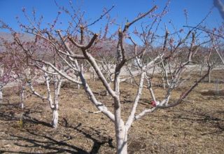 Kaip maitinti abrikosus vasarą, pavasarį ir rudenį vaisiaus metu ir nuėmus derlių, kaip tręšti