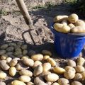 Quando puoi scavare patate giovani dopo la fioritura?