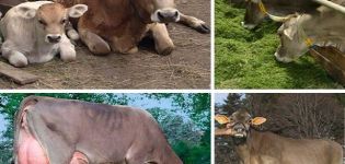 وصف وخصائص الأبقار السويدية ، ملامح المحتوى