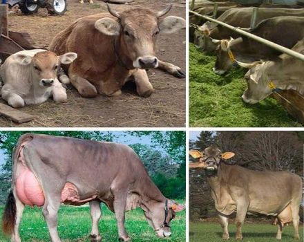 Description and characteristics of Swedish cows, features of the content