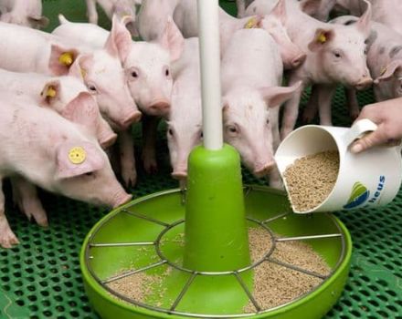 מה ההזנה המורכבת לחזירים וחזירים העשויים, סוגים ומיטב היצרנים