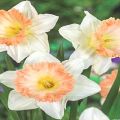 Description and technology of growing a daffodil variety British Gamble