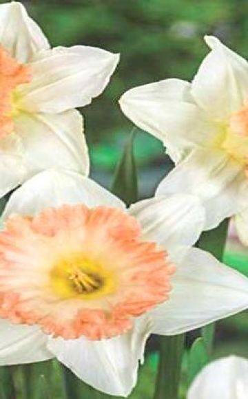 Narcizų veislės „British Gamble“ auginimo aprašymas ir technologija