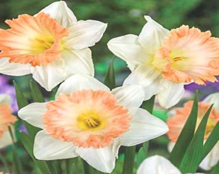 Paglalarawan at teknolohiya ng paglaki ng isang iba't ibang daffodil British Gamble