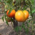 Tomaattilajikkeen ominaisuudet ja kuvaus Härän otsa