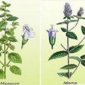 What is the difference and what is the difference between mint and lemon balm, which is healthier