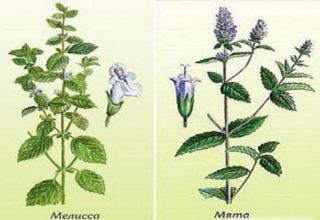 What is the difference and what is the difference between mint and lemon balm, which is healthier