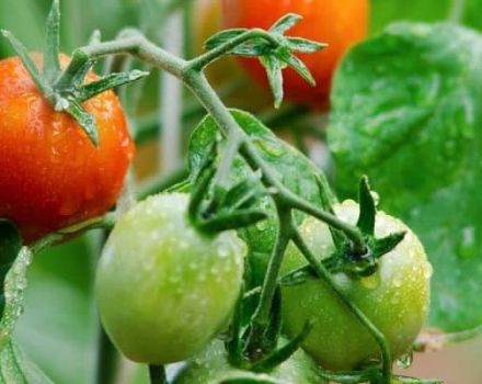 Beschrijving van de Natali-tomatensoort, kenmerken van teelt en verzorging