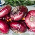 How to grow and store Crimean and Yalta onions in the middle lane?