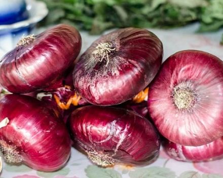 Jak uprawiać i przechowywać cebulę krymską i jałtańską na środkowym pasie?