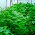 Kako pravilno uzgajati cilantro u stakleniku