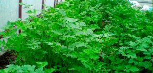 Sådan dyrkes koriander korrekt i et drivhus