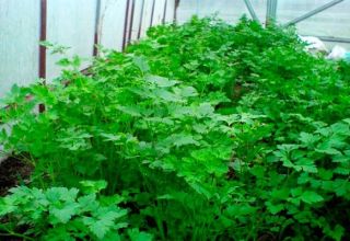 Hogyan lehet megfelelően termeszteni a koriander üvegházban