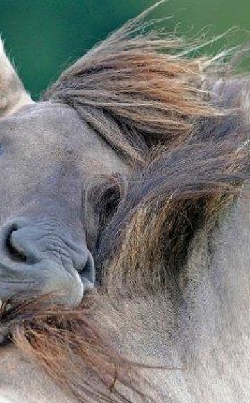 A lófélék fertőzésének módjai és tünetei, kezelési útmutató