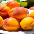 Labāko aprikožu šķirņu apraksts audzēšanai Ļeņingradas apgabalā, stādīšanai un kopšanai