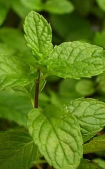 Beskrivning av den engelska mintsorten, funktioner för odling och vård