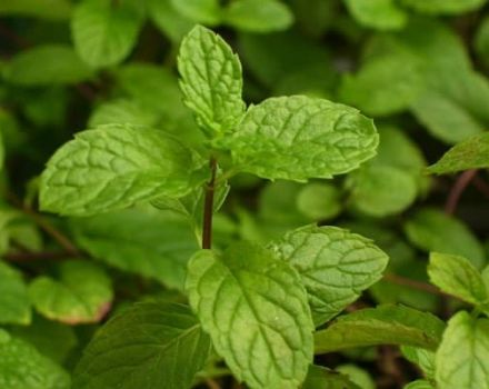 Description of the English mint variety, features of cultivation and care