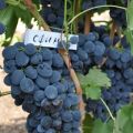 Description and characteristics of Sphinx grapes, cultivation and care