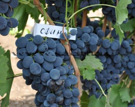 Description and characteristics of Sphinx grapes, cultivation and care