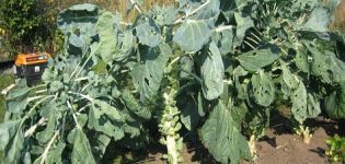 Growing and caring for Brussels sprouts in the open field