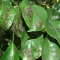 Why do the leaves on a pear tree turn black, what to do and how to treat, how to deal with the disease