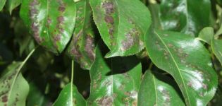 Pourquoi les feuilles d'un poirier deviennent-elles noires, que faire et comment traiter, comment faire face à la maladie