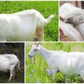 Une chèvre gestante peut-elle marcher pendant la période et pour combien, signes et quoi faire