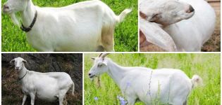 Une chèvre gestante peut-elle marcher pendant la période et pour combien, signes et quoi faire