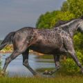 Geschiedenis en beschrijving van paarden van het Karachai-ras, onderhoudsregels en kosten