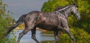 Karačihai šķirnes zirgu vēsture un apraksts, apkopes noteikumi un izmaksas