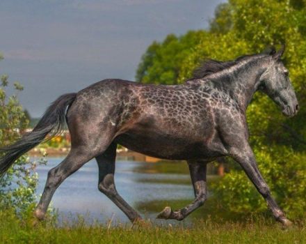 Povijest i opis konja pasmine Karachai, pravila i troškovi održavanja
